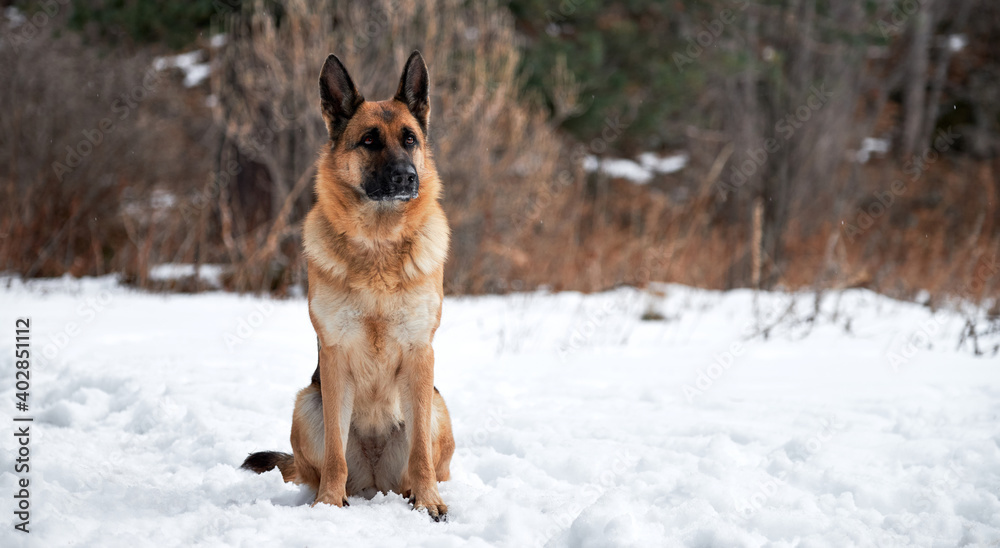 Naklejka premium Charming purebred dog on winter banner. Beautiful adult German Shepherd of black and red color sits in snow against background of forest and looks carefully ahead.
