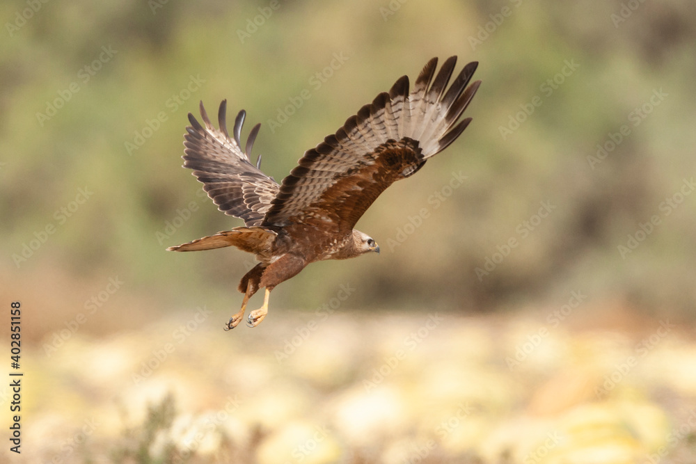 Fototapeta premium Steppe Buzzard, Buteo buteo vulpinus