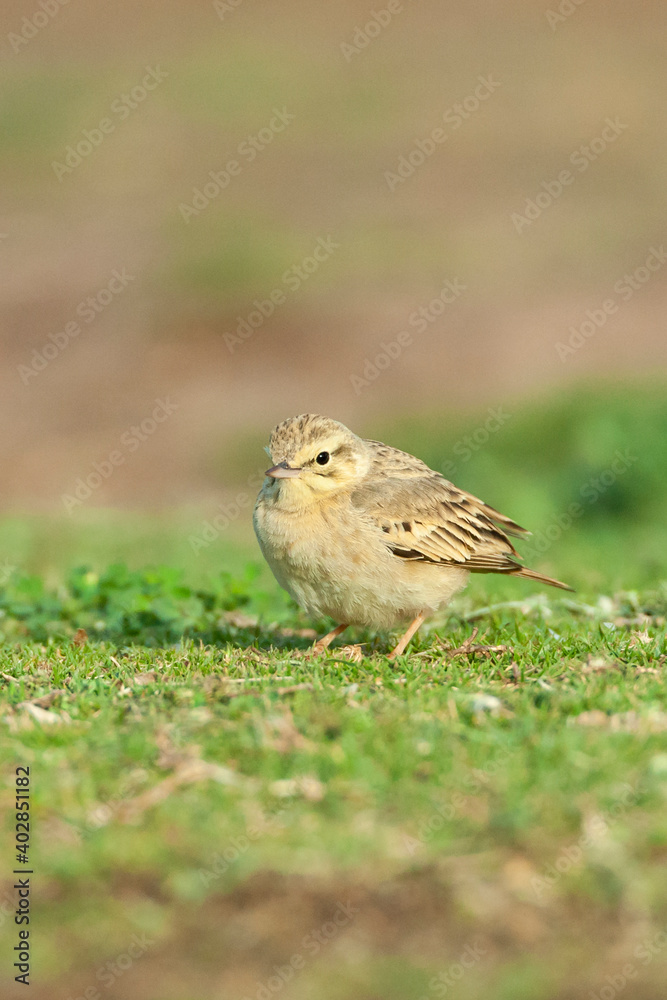 Fototapeta premium Duinpieper, Tawny Pipit, Anthus campestris