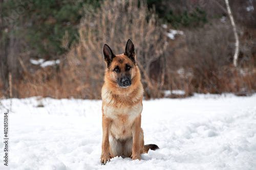 Charming purebred dog on winter banner. Beautiful adult German Shepherd of black and red color sits in snow against background of forest and looks carefully ahead. © Ekaterina