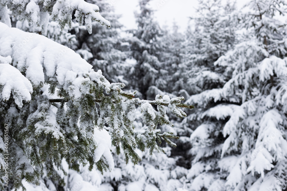 Snowy forest. Winter landscape, background. A spruce branch was under a layer of pure snow. Snowy forest. Winter landscape, background. A spruce branch was under a layer of pure snow.