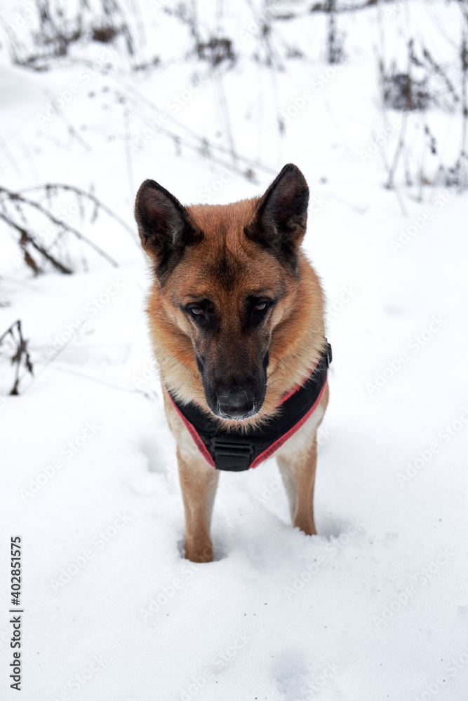 Beautiful black and red shepherd dog on walk stands in snowdrifts. Adult breed German shepherd walks in snow wearing dog harness and breath of fresh air.