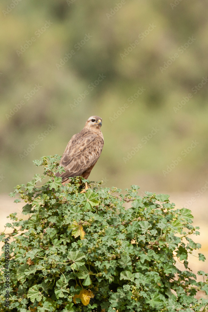Steppe Buzzard, Buteo buteo vulpinus Steppe Buzzard, Buteo buteo vulpinus