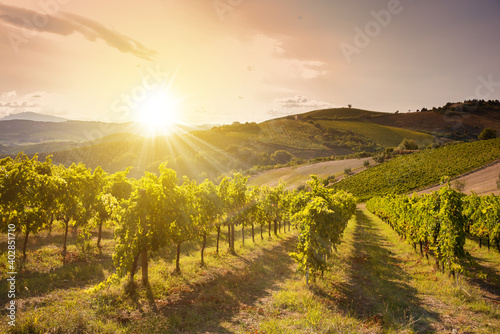 Panoramic view to vineyard on hills  winery and wine making