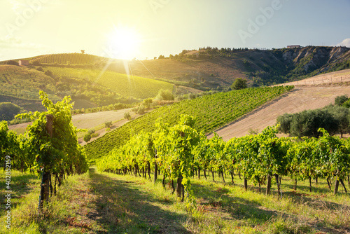 Panoramic view to vineyard on hills  winery and wine making