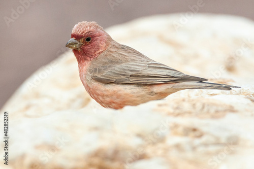 Sinai Rosefinch, Carpodacus synoicus photo