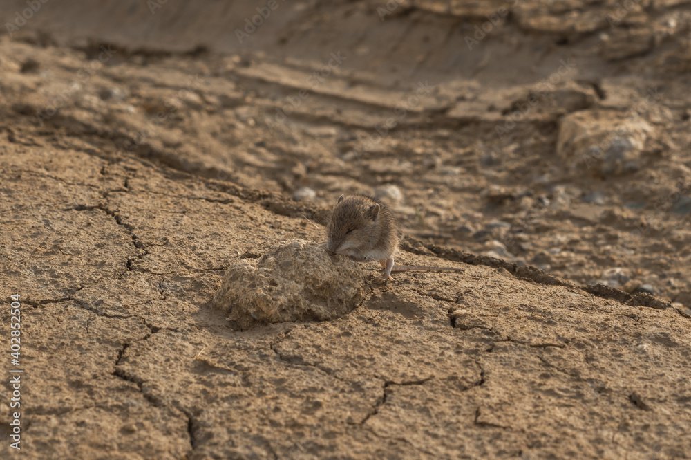little tired elephant shrew with closed eyes take a break at a stone