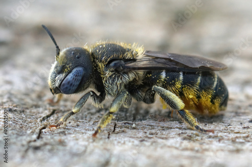 Close up of a female Spined Mason Bee ( Osmia spinulosa) with her beautiful blue eyes . © Henk