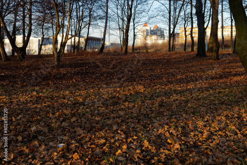 Park Kościuszki w Katowicach w słoneczny grudniowy dzień. Miejskie budynki prześwitują przez drzewa