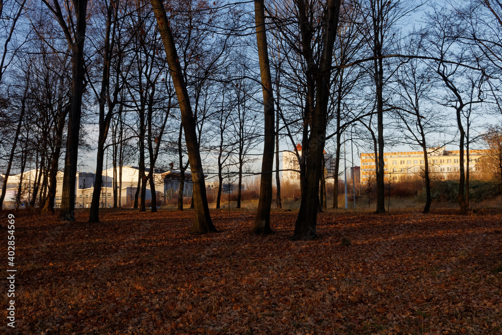 Park Kościuszki w Katowicach w słoneczny grudniowy dzień. Miejskie budynki prześwitują przez drzewa