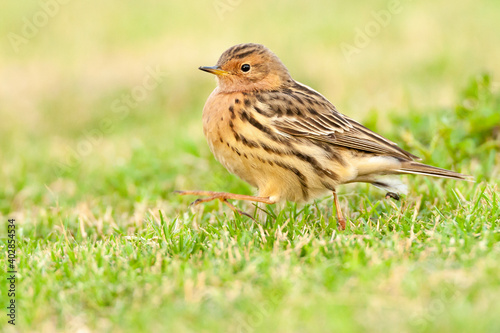 Roodkeelpieper, Red-throated Pipit, Anthus cervinus © AGAMI