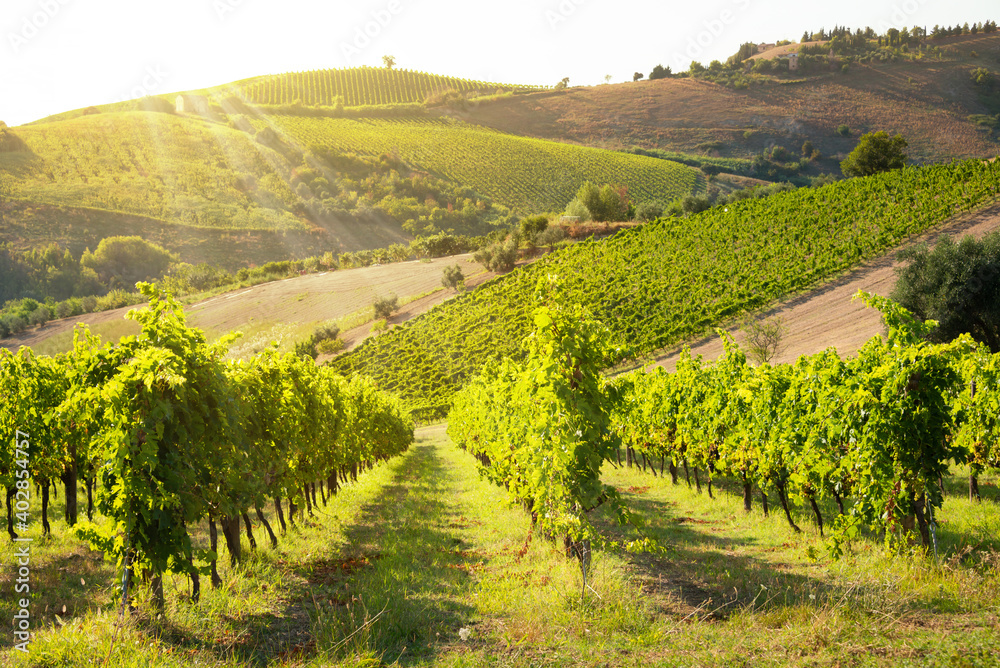Panoramic view to vineyard on hills, winery and wine making