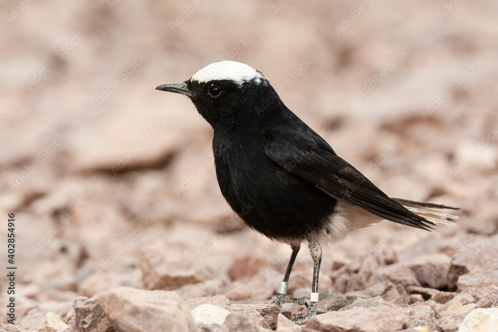 Obraz premium White-crowned Wheatear, Oenanthe leucopyga