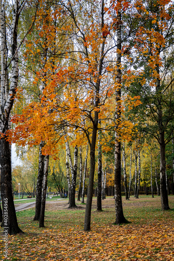 Fototapeta premium autumn