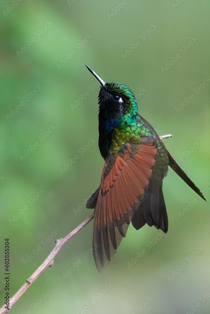 Fototapeta premium Garnet-throated Hummingbird, Lamprolaima rhami