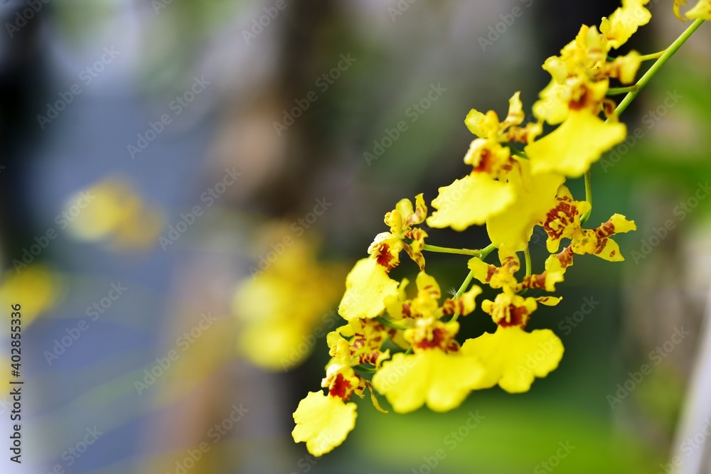 Colorful flowers in the garden,Beautiful flowers in the garden Blooming in the summer.Landscaped Formal Garden Colorful flowers in the garden,Beautiful flowers in the garden Blooming in the summer.Landscaped Formal Garden
