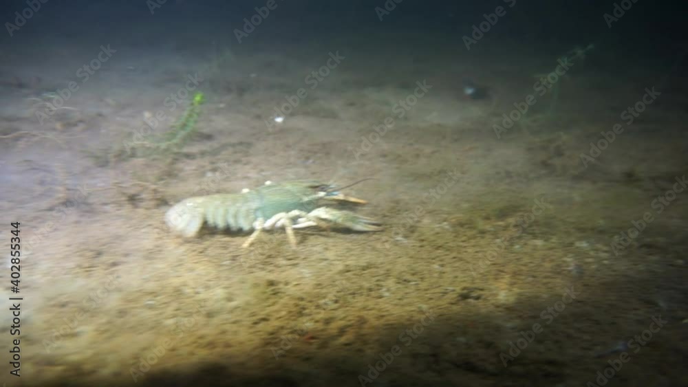 River crayfish crawled out on a night hunt. Animal world of the lake. . River crayfish crawled out on a night hunt. Animal world of the lake. .
