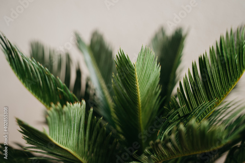 Closeup Sago Palm