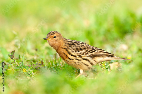 Roodkeelpieper, Red-throated Pipit, Anthus cervinus