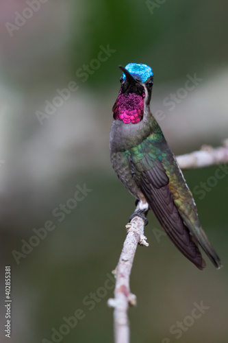 Long-billed Starthroat, Heliomaster longirostris photo