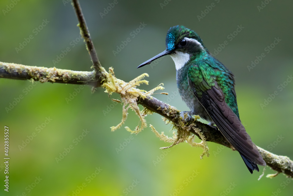 White-throated Mountaingem, Lampornis castaneoventris