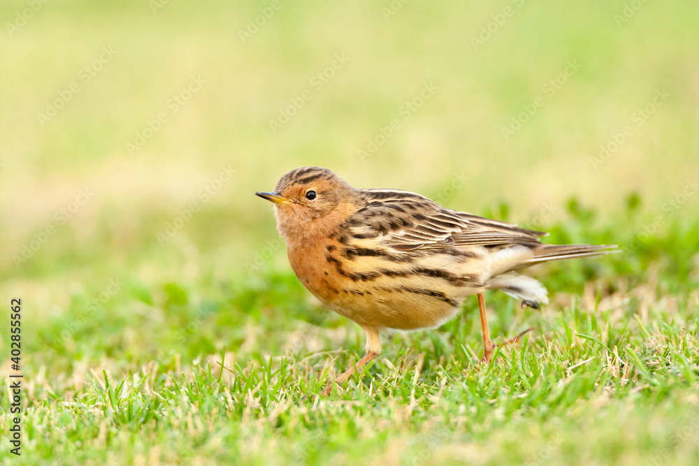 Roodkeelpieper, Red-throated Pipit, Anthus cervinus Roodkeelpieper, Red-throated Pipit, Anthus cervinus