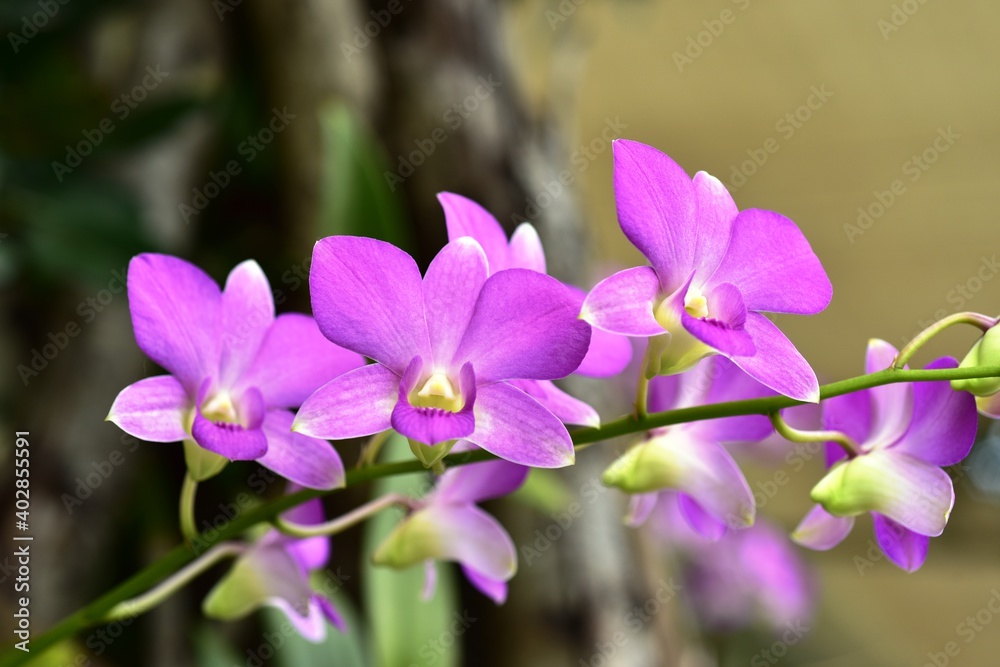 Colorful flowers in the garden,Beautiful flowers in the garden Blooming in the summer.Landscaped Formal Garden. Colorful flowers in the garden,Beautiful flowers in the garden Blooming in the summer.Landscaped Formal Garden.