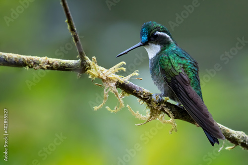 White-throated Mountaingem, Lampornis castaneoventris © AGAMI