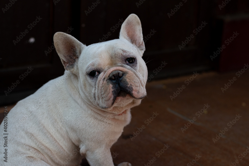 Old French Bulldog sitting and looking to its owner