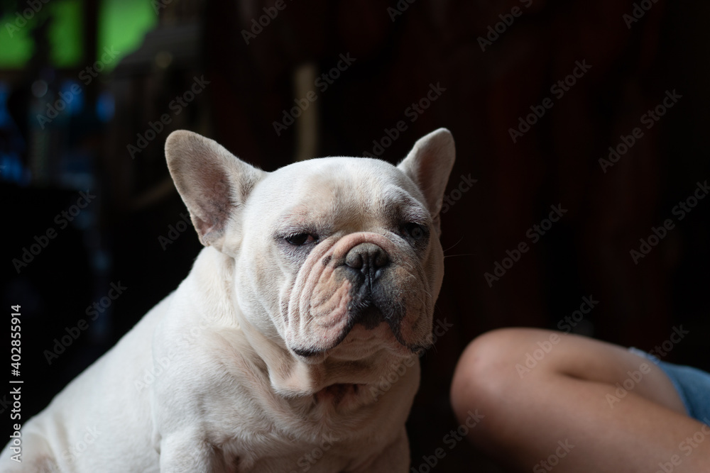 Old French Bulldog sitting and looking to its owner