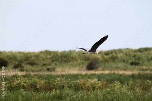 A view of a Heron in flight