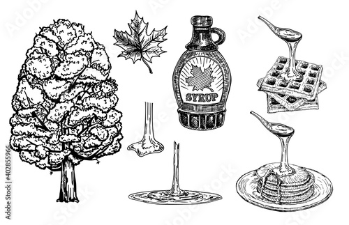 Collection of a bottle of maple syrup, maple tree and leaves. Pancakes and waffles with maple syrup. Maple syrup dripping from a spoon. Hand drawn