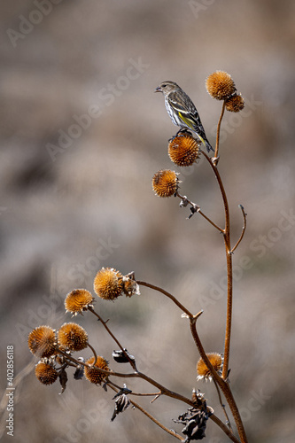 Pine siskin and sunflower photo