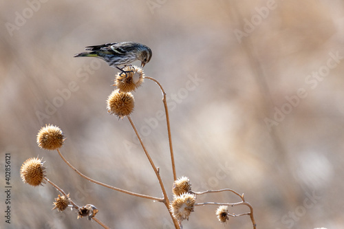 Pine siskin photo