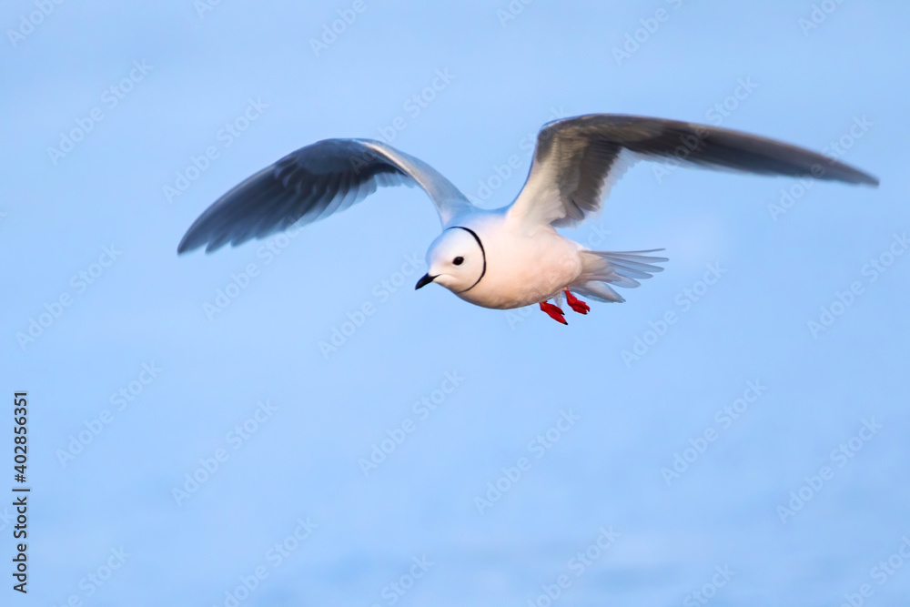 Obraz premium Ross's Gull, Rhodostethia rosea