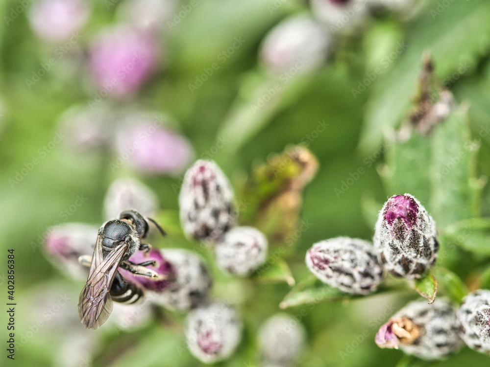 Bee sucks nectar from a flower on a green background of the outdoor plant in the middle of nature Bee sucks nectar from a flower on a green background of the outdoor plant in the middle of nature
