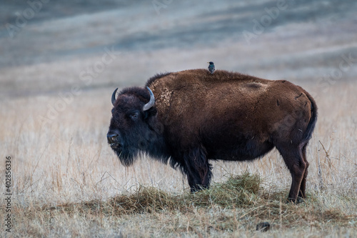 Bison bison