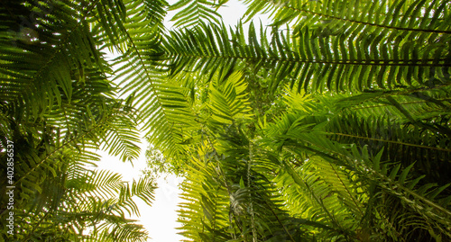 Wallpaper Mural fern from below Torontodigital.ca