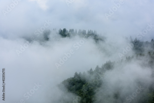 Fog above pine forests. Misty morning view in wet mountain area.