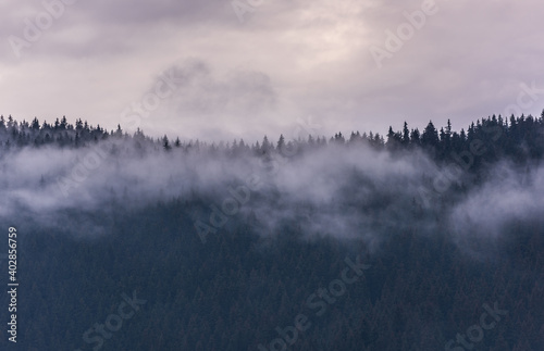Fog above pine forests. Misty morning view in wet mountain area. © krstrbrt