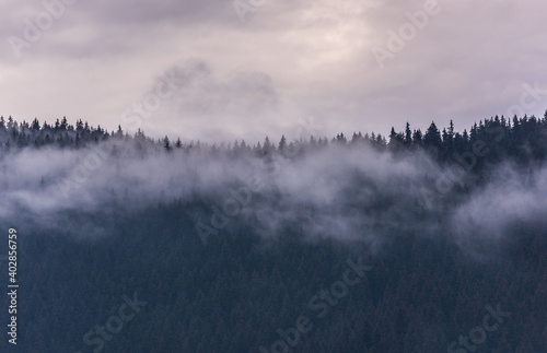 Fog above pine forests. Misty morning view in wet mountain area.