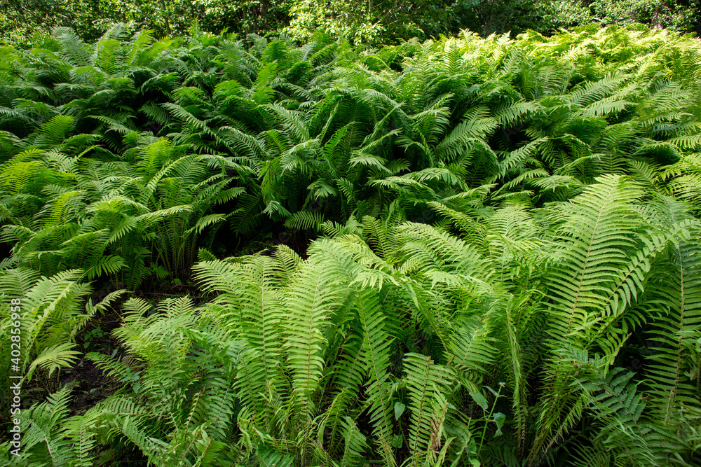 huge bracken in forrest huge bracken in forrest