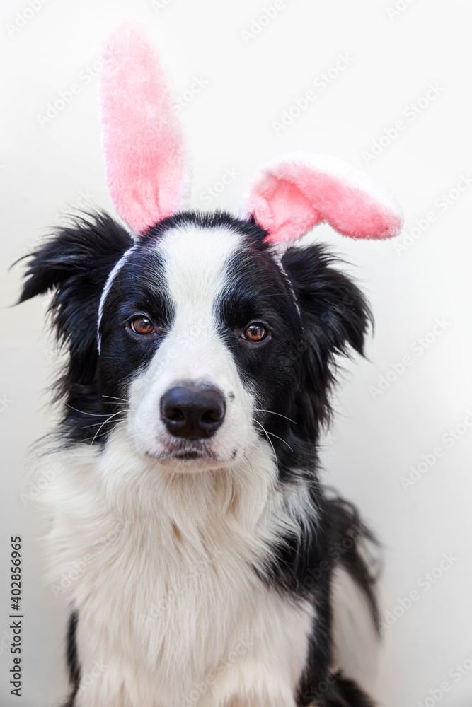 Happy Easter concept. Funny portrait of cute smiling puppy dog border collie wearing easter bunny ears isolated on white background