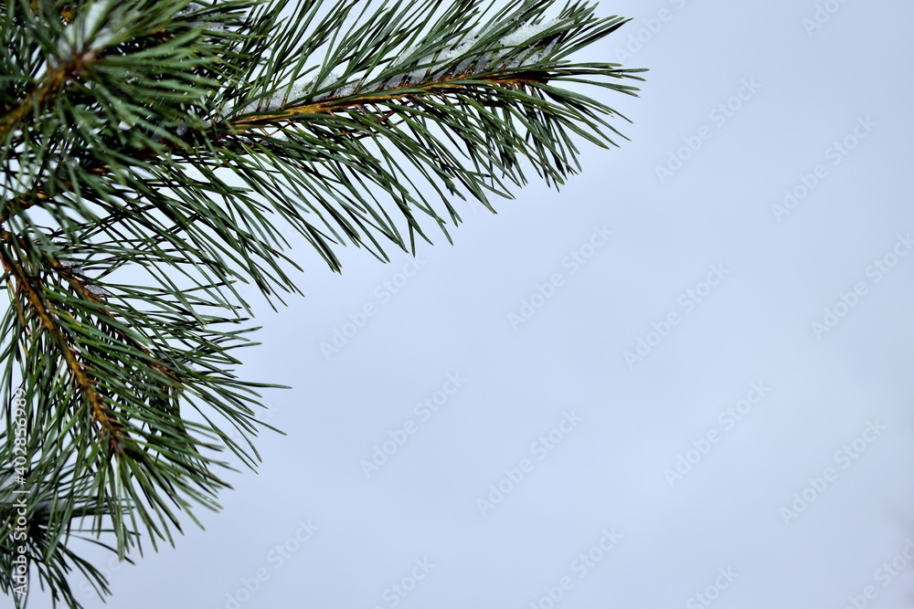 Obraz premium pine branches against a gray sky
