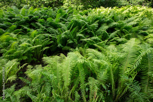 Принти на полотні huge bracken in forrest