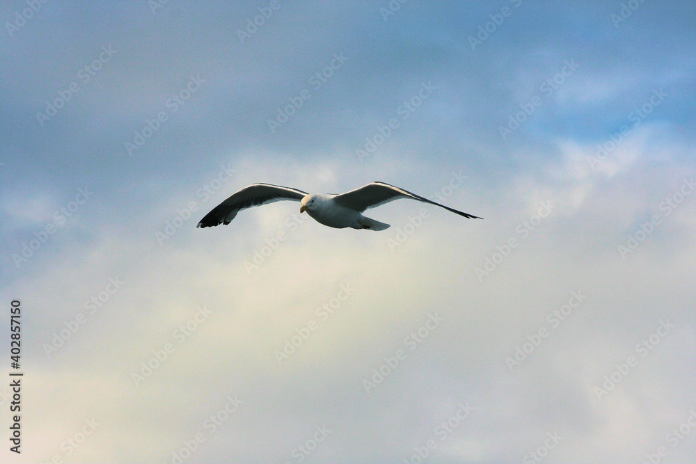 Obraz premium A view of a Seagull in Flight