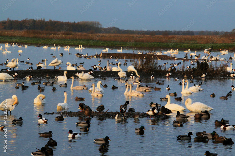 A view of some Whooper Swans