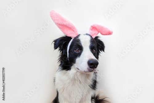 Happy Easter concept. Funny portrait of cute smiling puppy dog border collie wearing easter bunny ears isolated on white background © Юлия Завалишина