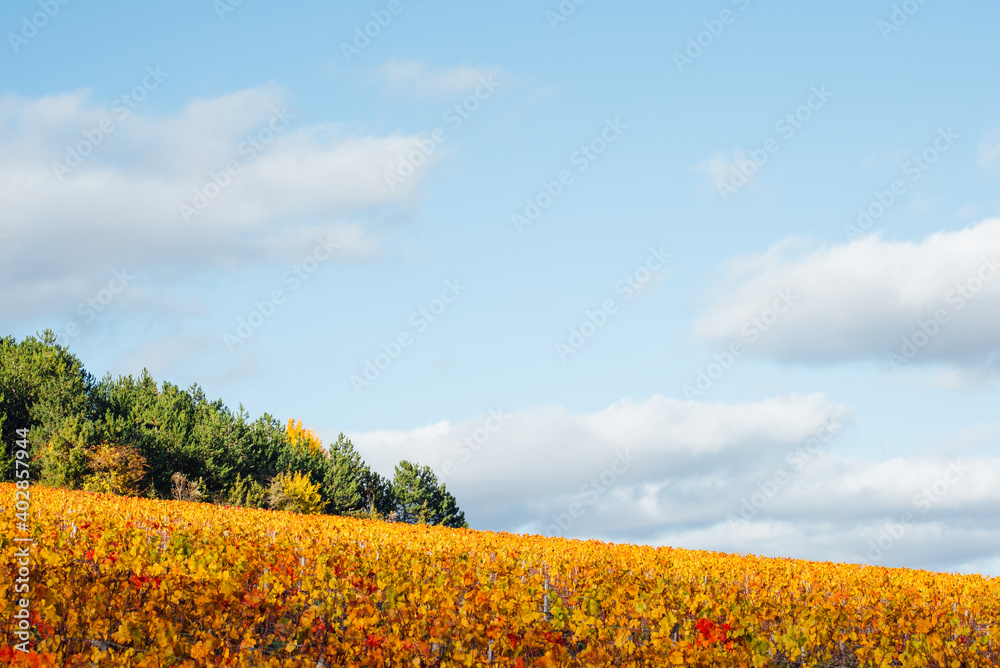 un vignoble automnal. Des vignes en automne. 