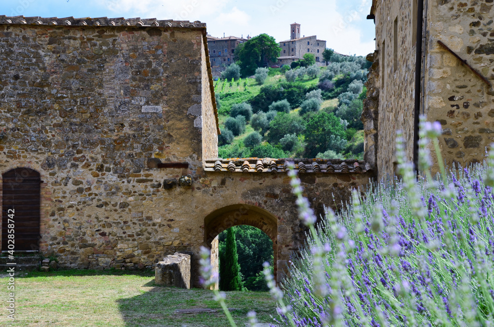 Abbey of Sant'Antimo near Montalcino, lavender bushes. Lavender flowers